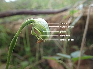 Pterostylis hispidula (labelled)
