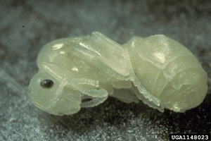 Pupae of an S. invicta queen