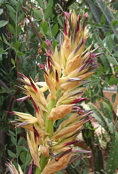 Puya glabrescens flower2