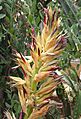 Puya glabrescens flower2