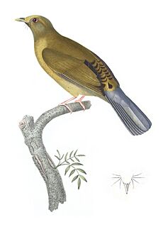 Pycnonotus priocephalus - Bonite-oiseaux-pl05 clean