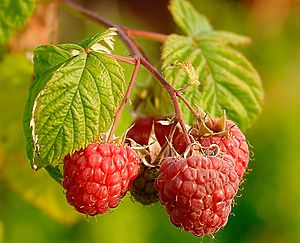 Raspberries (Rubus Idaeus)