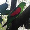 Red-winged parrot.JPG