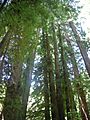 Redwoods in Muir Woods 2