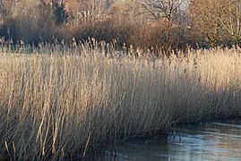 Reed beds - River Nadder at Harnham