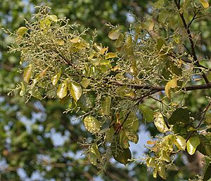 Sal (Shorea robusta)- new leaves with flower buds at Jayanti, Duars W Picture 120
