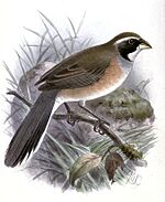 SaltatriculaMulticolorKeulemans