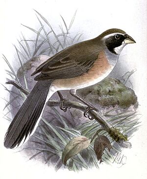 SaltatriculaMulticolorKeulemans