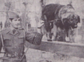 Sarplaninac training in Yugoslav Army