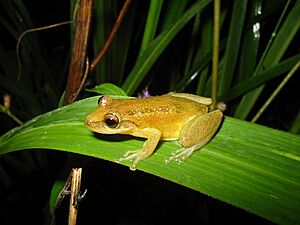 Scinax fuscomarginatus02.jpg