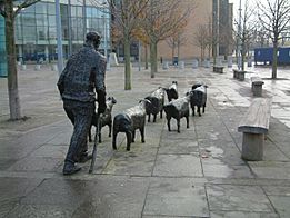 Sheep on the Road Belfast