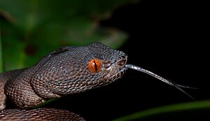 Shore pit viper from Singapore