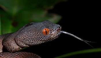 Shore pit viper from Singapore