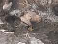 Skull in dmanisi archaeological site