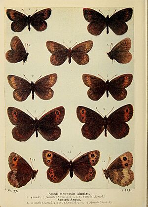 South1906Plate77
