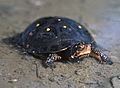 Spotted Turtle - Clemmys guttata.jpg