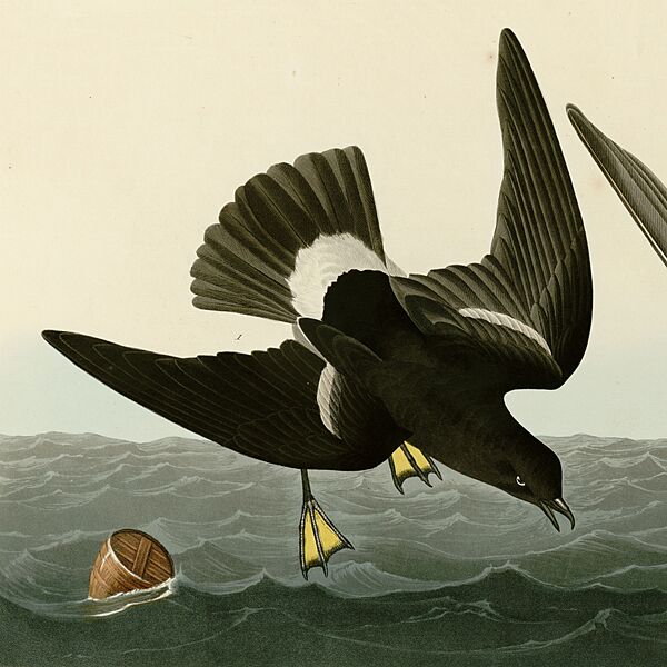Stormy Petrel