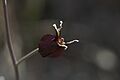 Streptanthus niger
