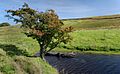 Tarnhouse Rigg - geograph.org.uk - 1485436
