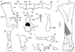 Tasmaniosaurus misc. postcranial