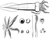 Teuthowenia megalops anatomy 2