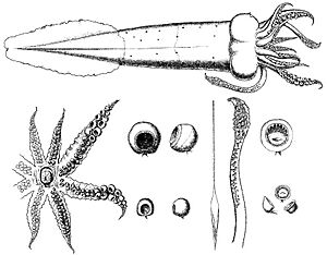 Teuthowenia megalops anatomy 2