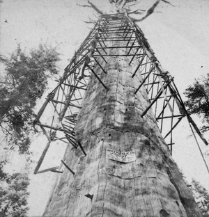 The Mother of the Forest ; 305 feet high ; 63 feet circumference - near view, Calaveras County, by Lawrence & Houseworth - left