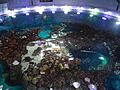 Top Giant Ocean Tank Coral Reef New England Aquarium