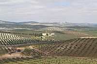 Olive orchards with Arjona in the distance