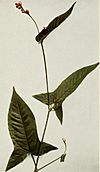Tracaulon arifolium Persicaria arifolia Halberd-leaved tearthumb (17806579893) (cropped)