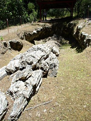 Tree, Petrified Forest, Calistoga, California