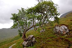 Tree growing out of rock in Coire Earb - geograph.org.uk - 853941