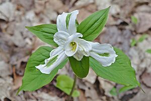 Trillium grandiflorum at the North Walker Woods1