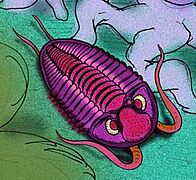 Triproetus bonbon cropped