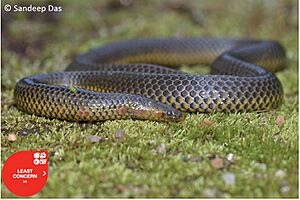 Uropeltis rubromaculata by Sandeep Das.jpg