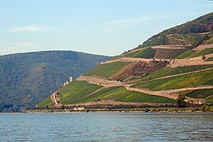 Vineyards at the Rhine bend