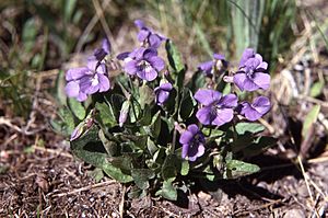 Viola nephrophylla2.jpg