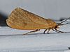 Virbia opella (Tawny Holomelina Moth) (14115208339).jpg