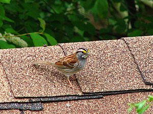 White-throated Sparrow Ottawa