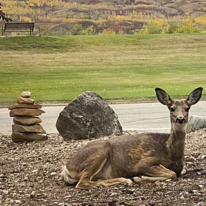 White Tailed Deer between summer and fall coat