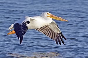 White pelican02 - natures pics