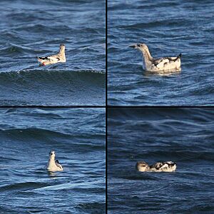 WinterGuillemot