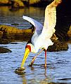 Yellow-billed stork fishing