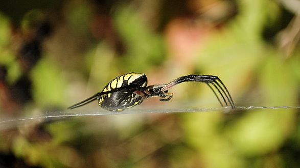 Yellow spider side view