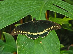 0 - Nymphalidae - Battus polydamas-1.JPG