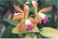 A and B Larsen orchids - Cattleya Hawaian Variable Prasan 336-2