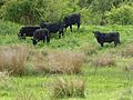 Abington Meadows 2