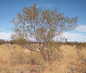 Acacia maitlandii.jpg