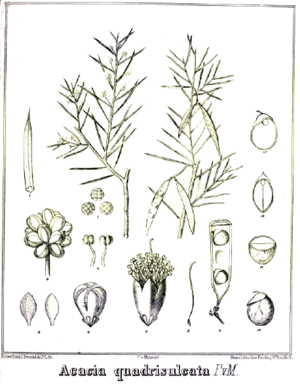 Acacia quadrisulcata.PNG