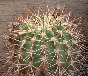 Acanthocalycium ferrarii 02.jpg